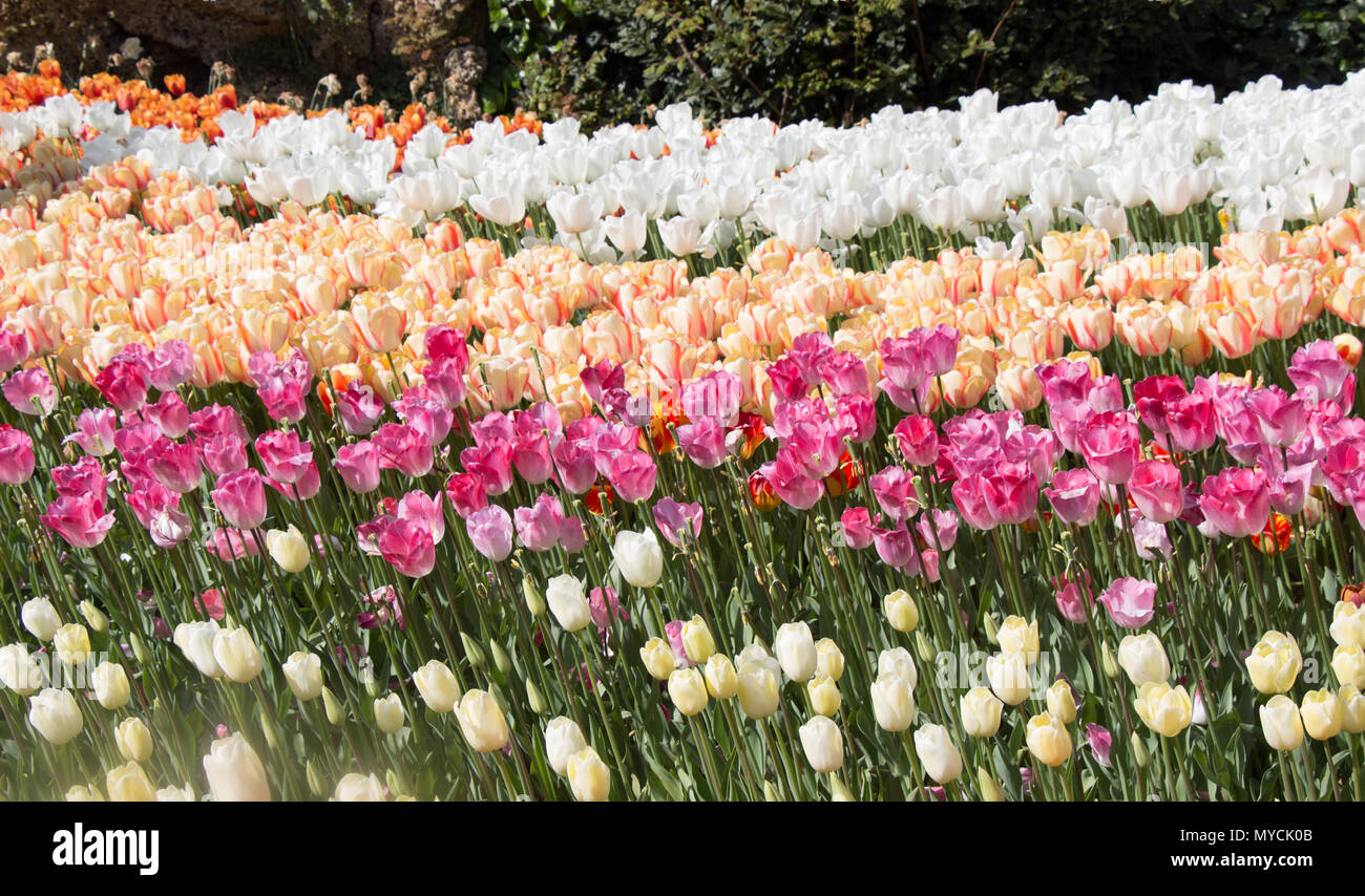 Colorful tulip flowers bloom in the spring garden Stock Photo - Alamy