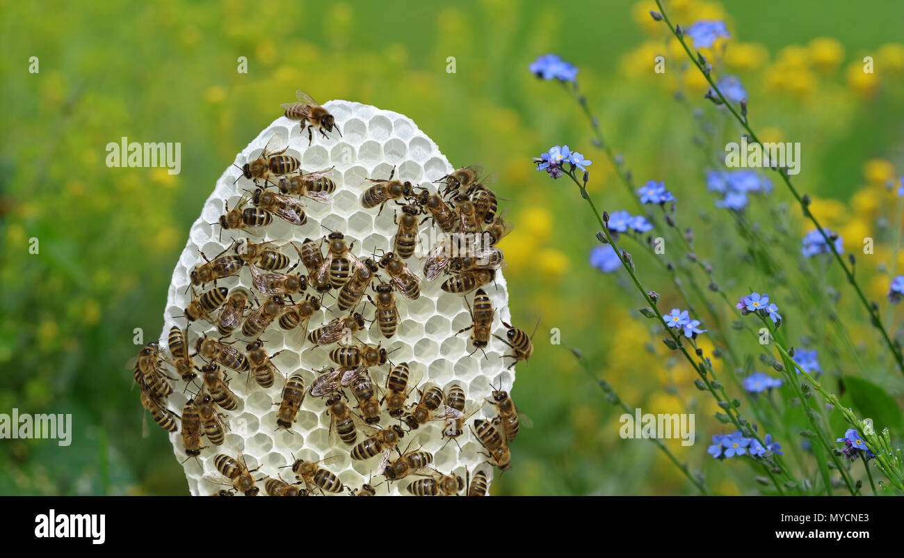 round white honeycomb with bees on yellow and blue flowers background Stock Photo