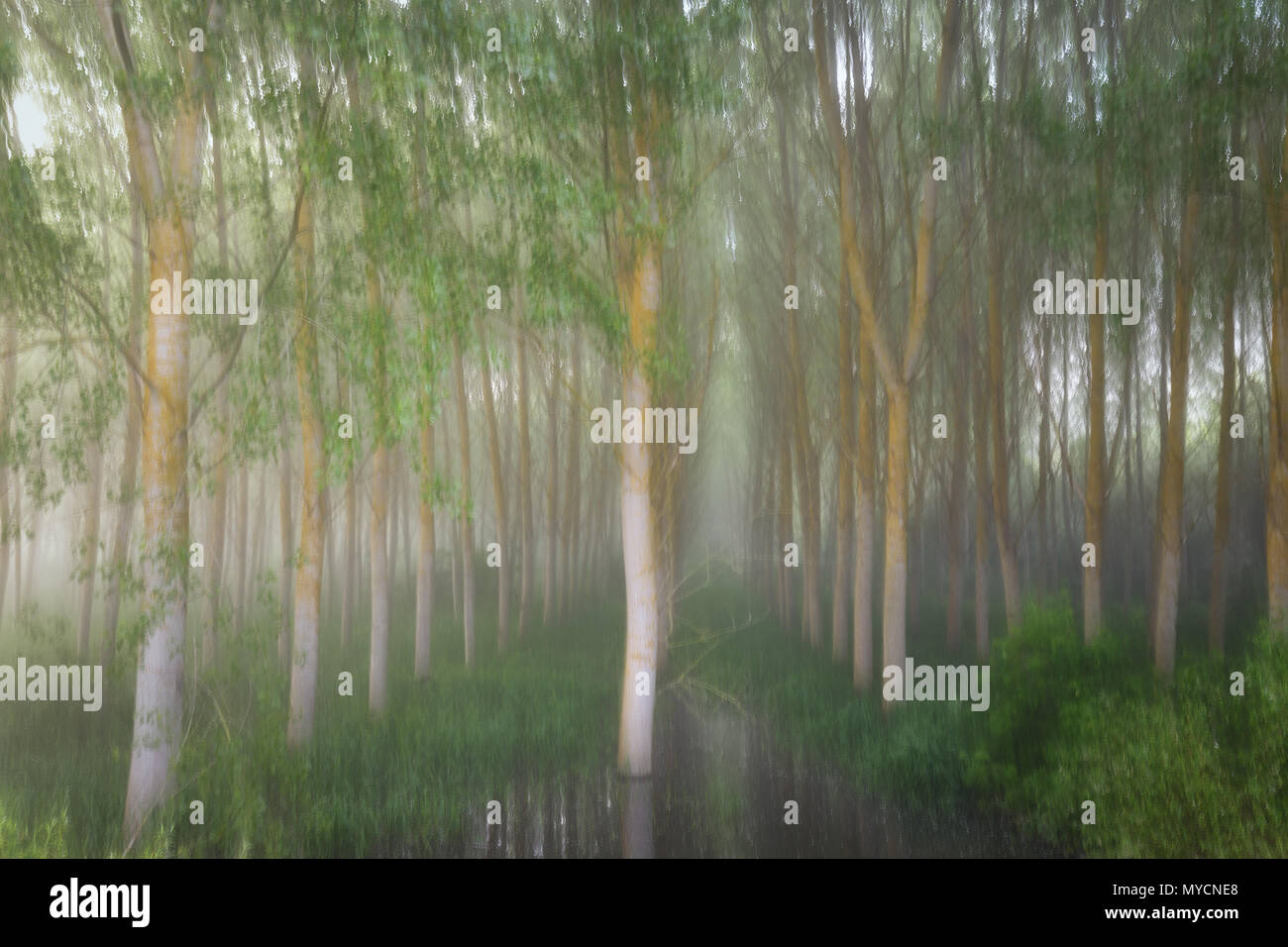 Poplar grove in a misty morning in Alava Stock Photo