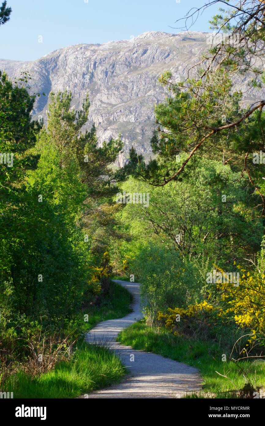 Woodland Path, Mountain Ridge of Beinn a'Mhuinidh, Basal Quartzite ...