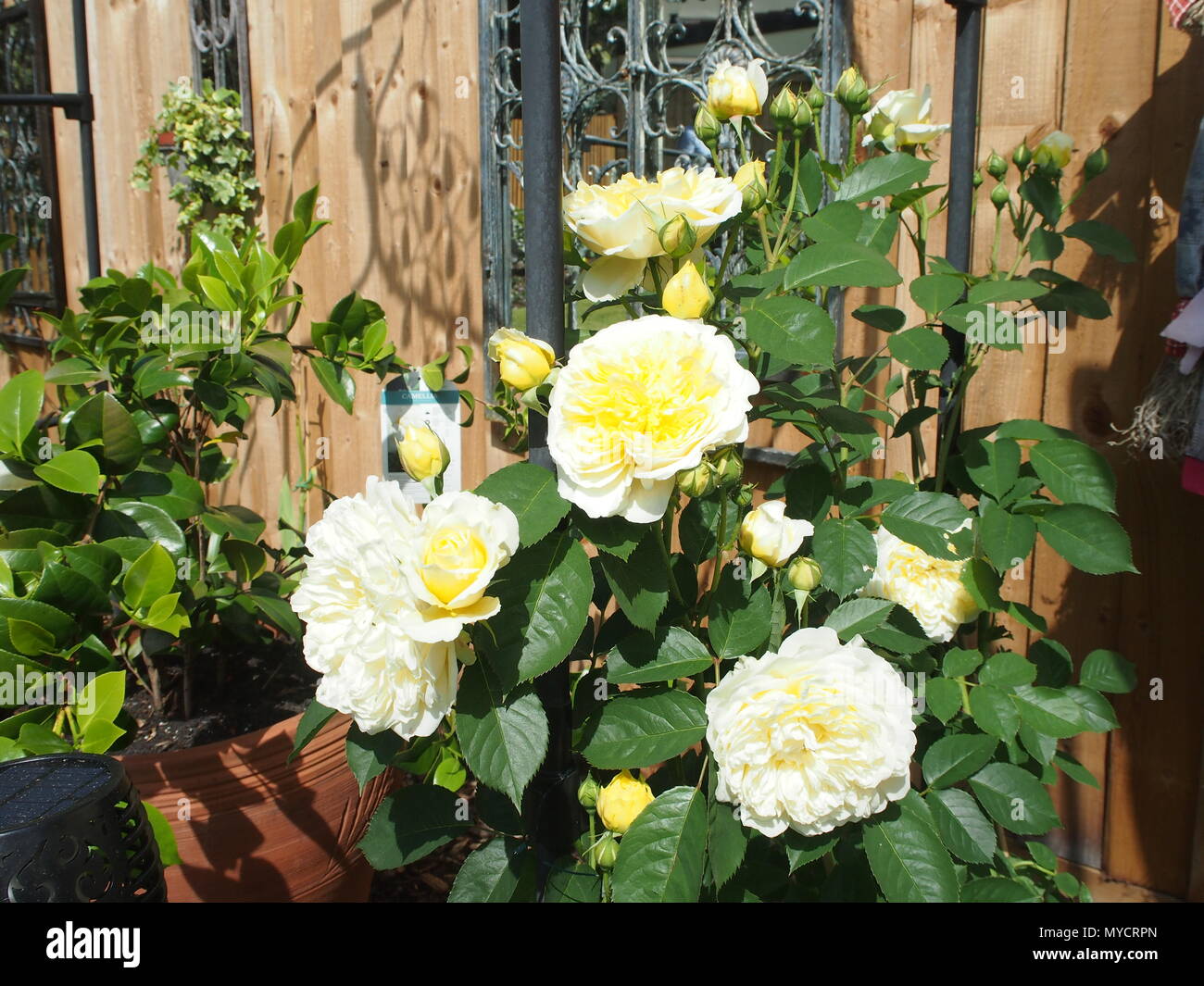 Yellow climbing roses fully open in the sunshine Stock Photo Alamy