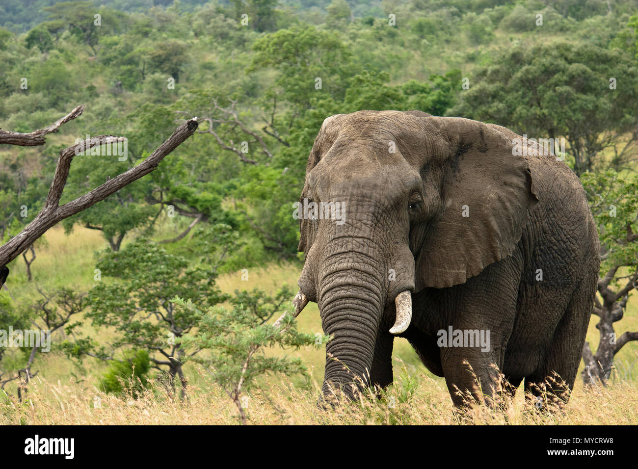 Kwazulu-Natal, South Africa: African Elephant bull in Savannah Stock Photo