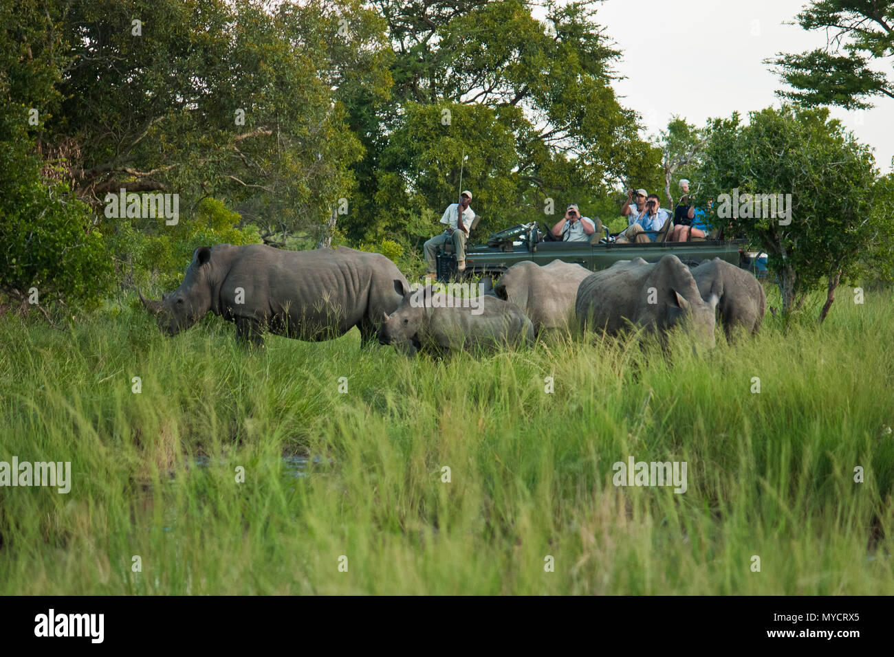 Tourists in safari jeep watching a group of rhinos with calf in game reserve near Kruger National Park, South Africa Stock Photo