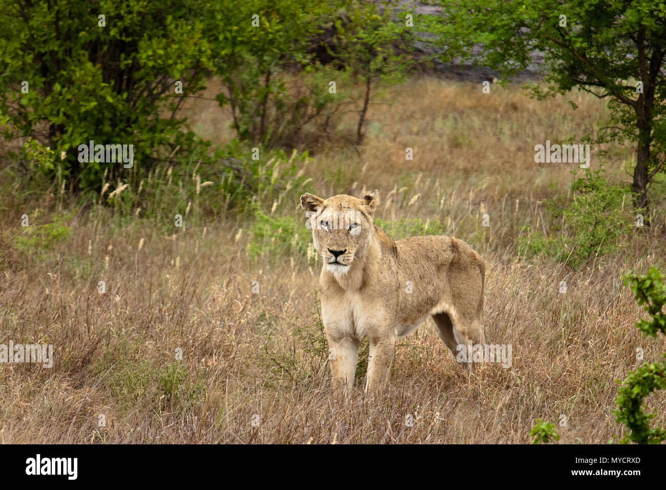 Female lion in South African savannah Stock Photo