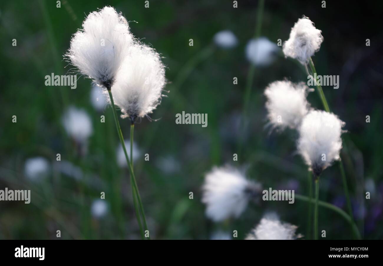 Close up of Backlit Common CottonGrass (Eriophorum angustifolium). Beinn Eighe NNR, Kinlochewe