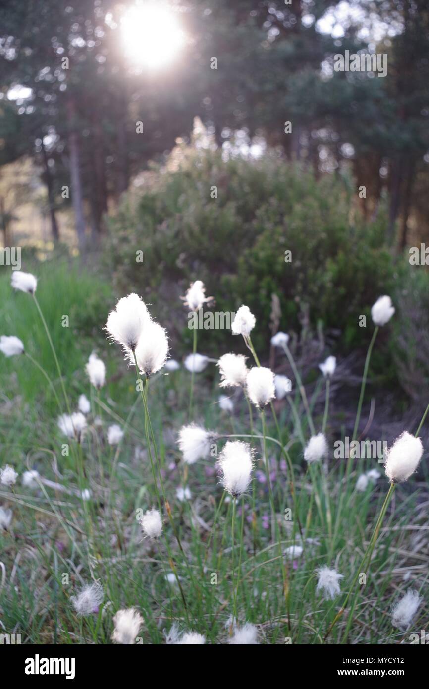 Close up of Backlit Common CottonGrass (Eriophorum angustifolium