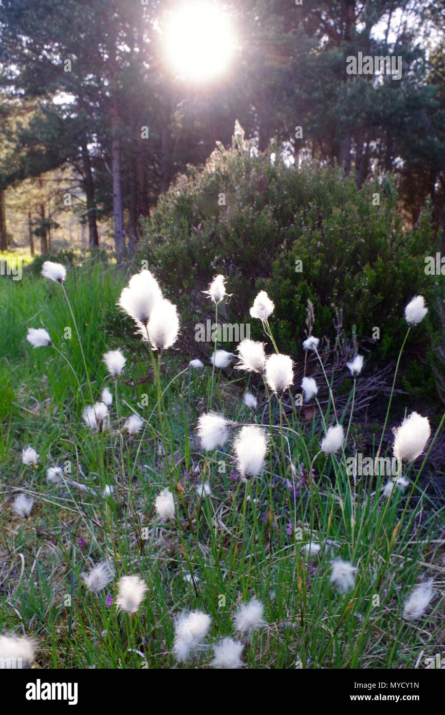 Close up of Backlit Common CottonGrass (Eriophorum angustifolium