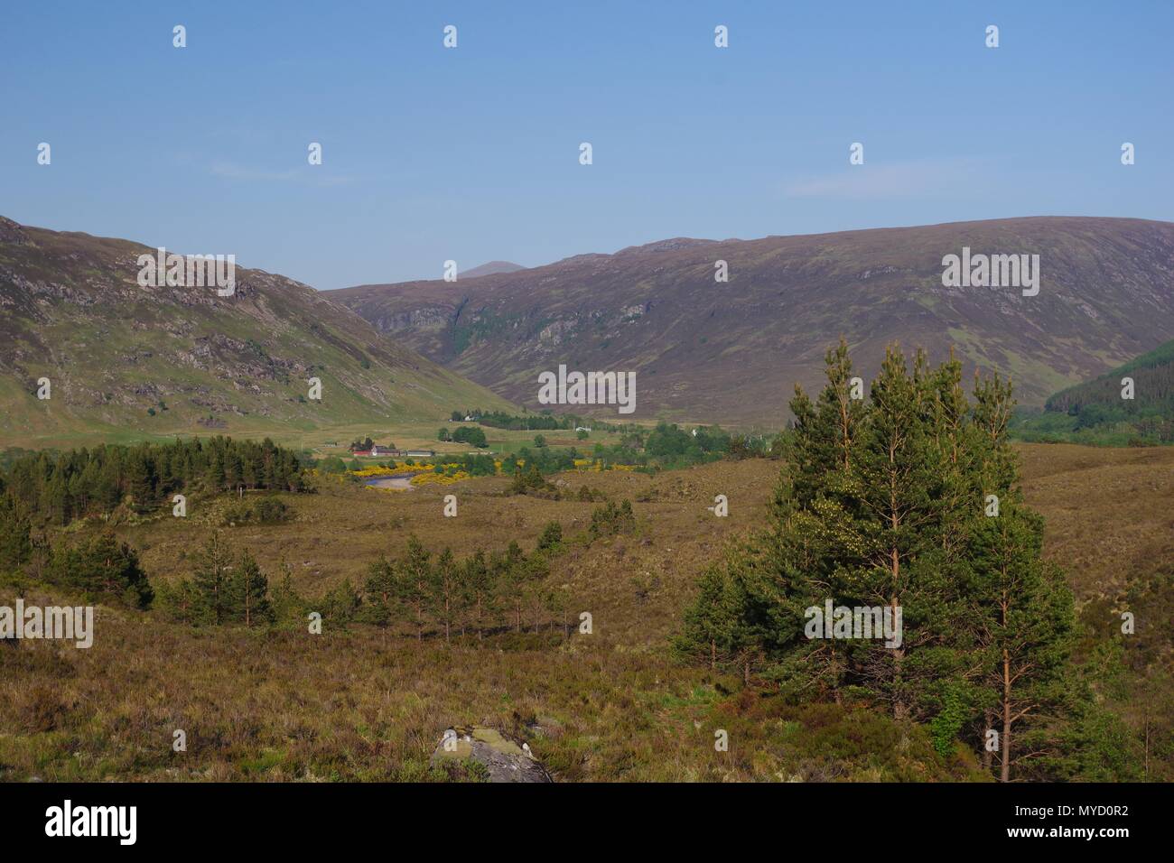 Rugged Heathland Landscape with Scots Pine Trees and Mountains, looking down to Kinlochewe