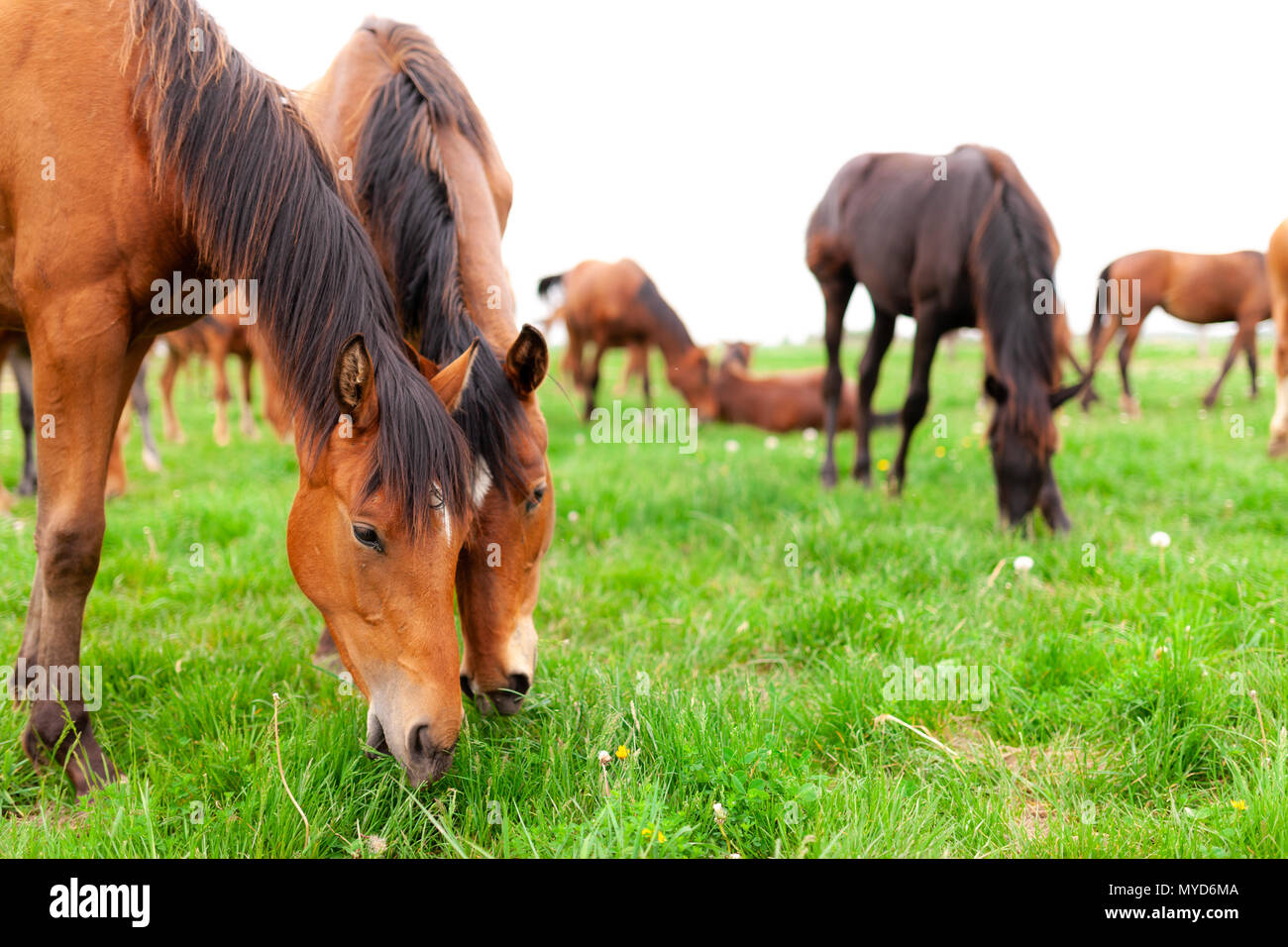 A herd of young horses commonly referred to as yearlings roam a paddock at a farm in
