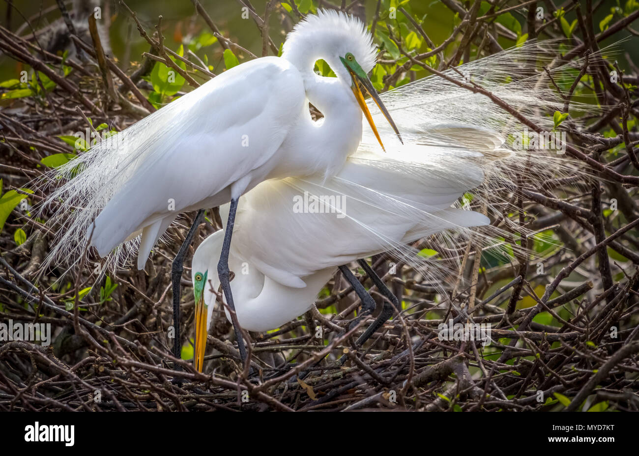 Great egret mated pair in full breeding plumage doing a courtship dance Stock Photo