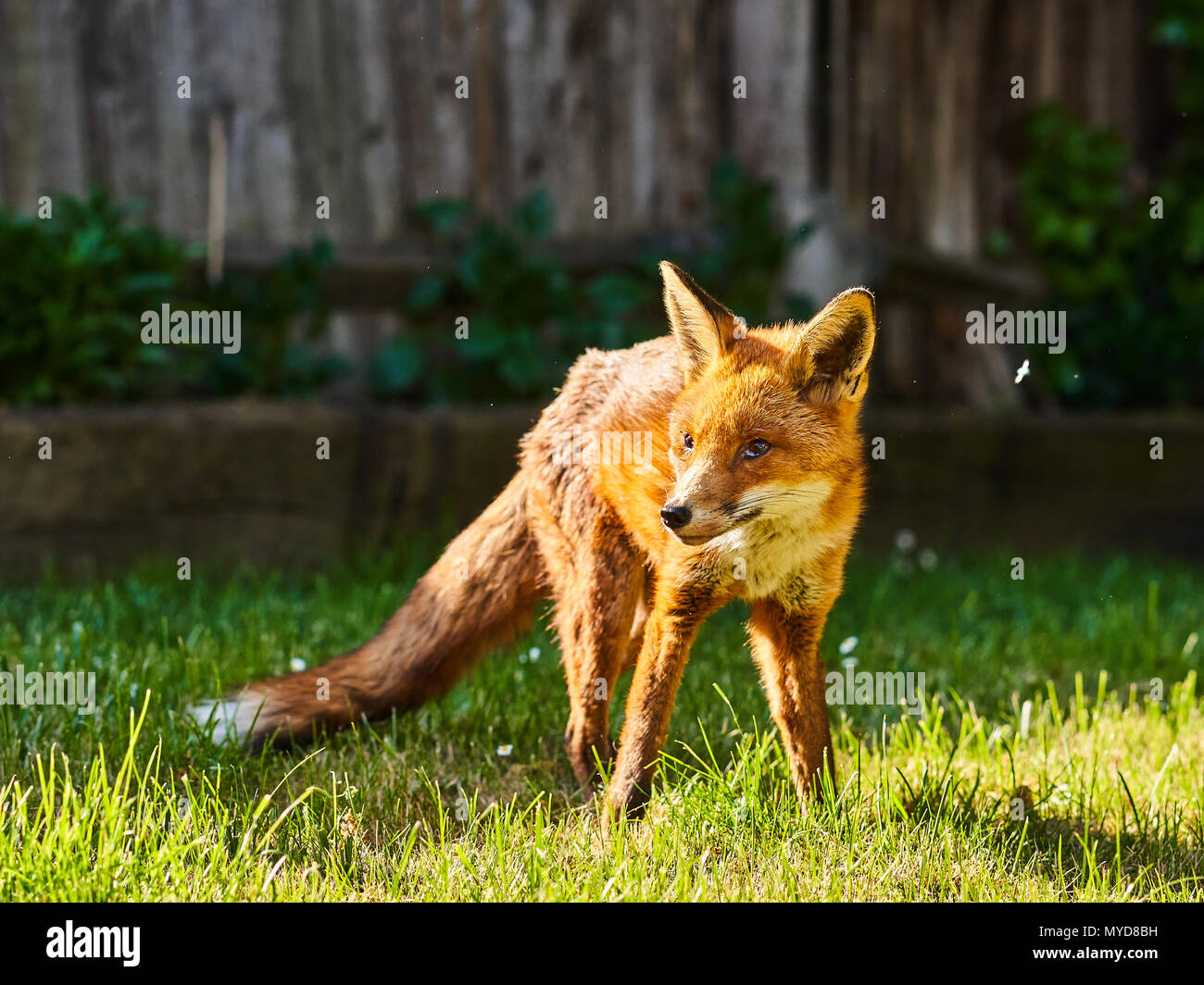Urban Fox in garden in South London Stock Photo