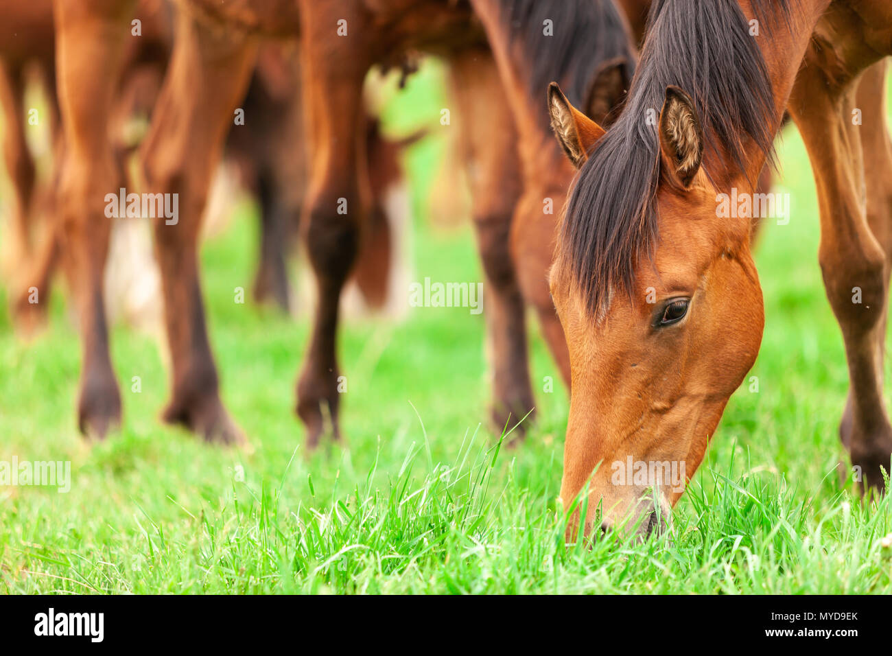 A herd of young horses commonly referred to as yearlings roam a paddock at a ranch in