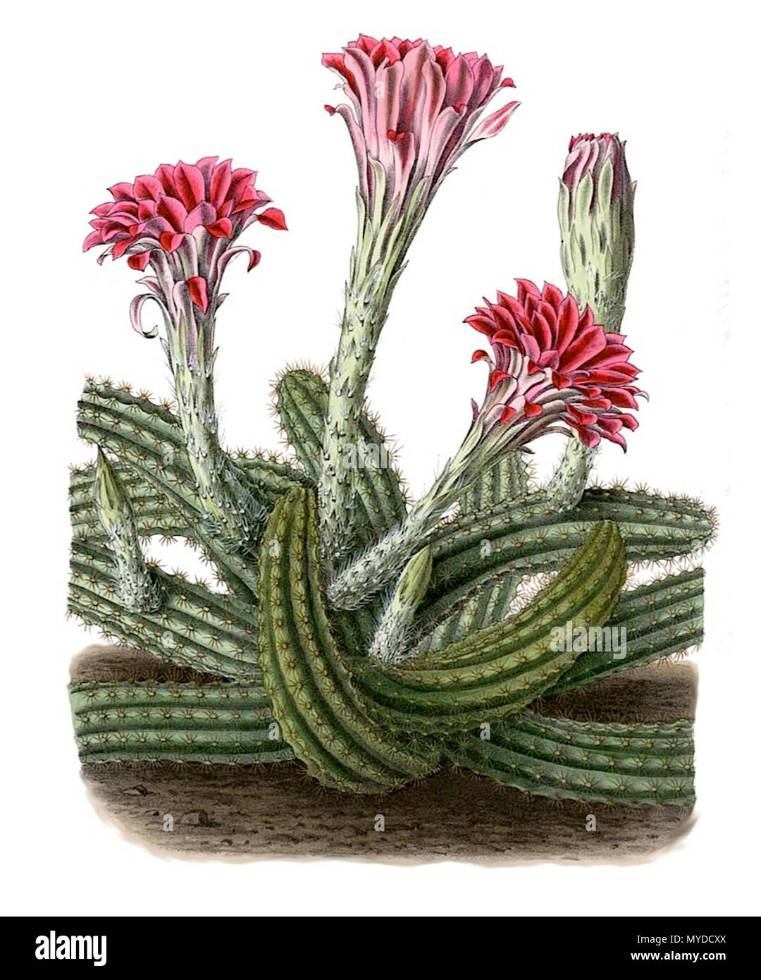 Echinocereus scheeri hi-res stock photography and images - Alamy