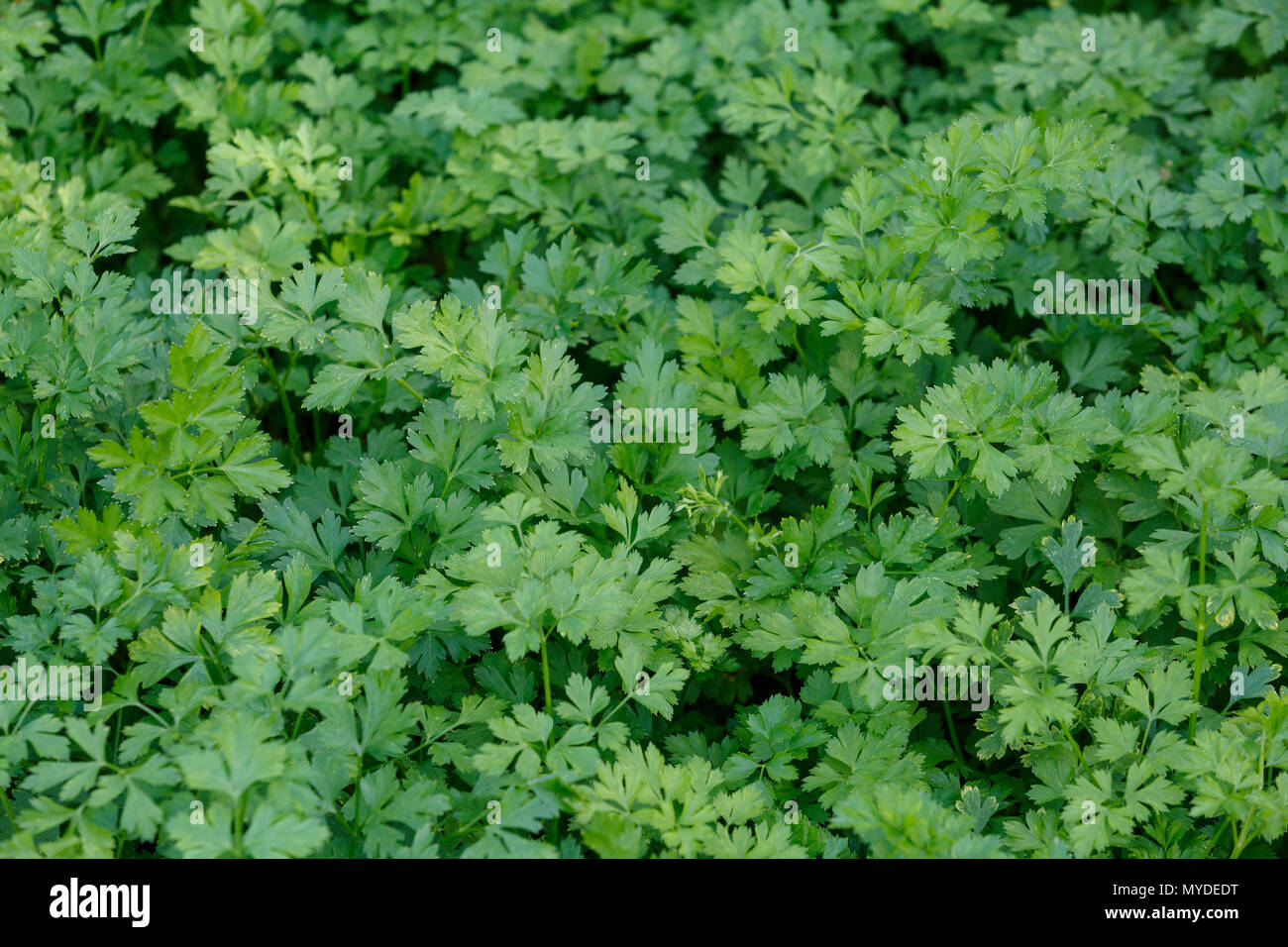 Appetizing fresh green parsley grows on the garden bed Stock Photo - Alamy