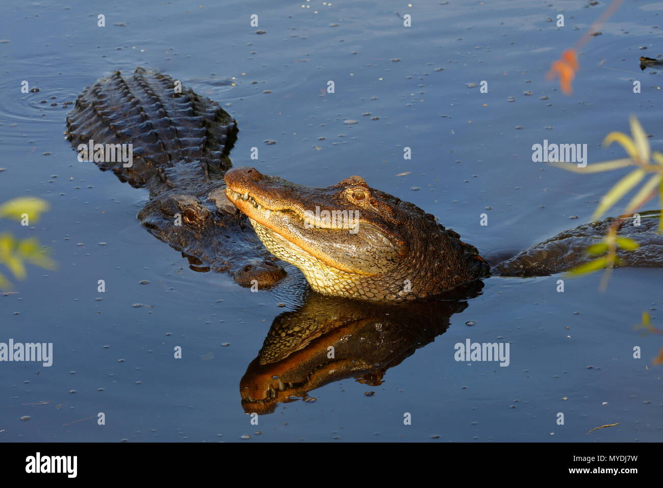 American alligators, Alligator mississippiensis, in mating season Stock