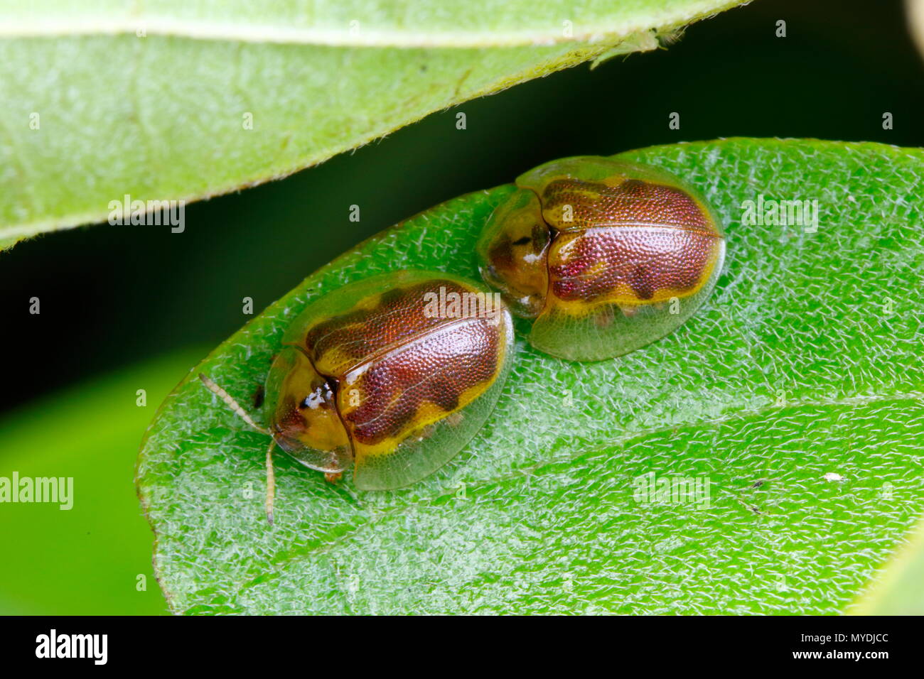 A geiger tree tortoise beetle, Physonota calochroma, on a geiger tree leaf. Stock Photo