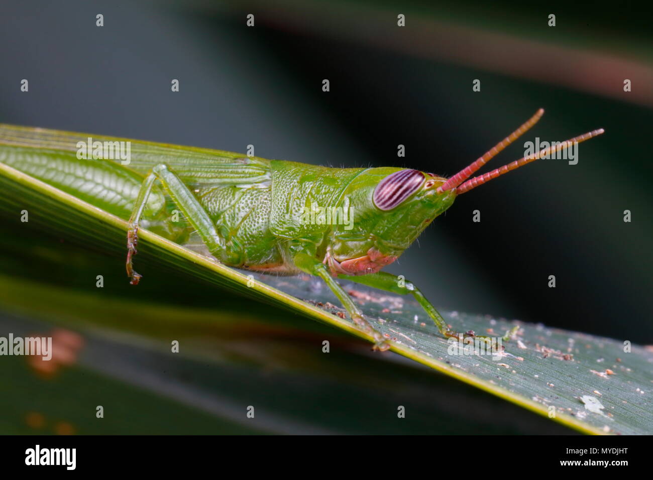 A glassy-winged toothpick grasshopper, Stenacris vitreipennis, on a leaf. Stock Photo