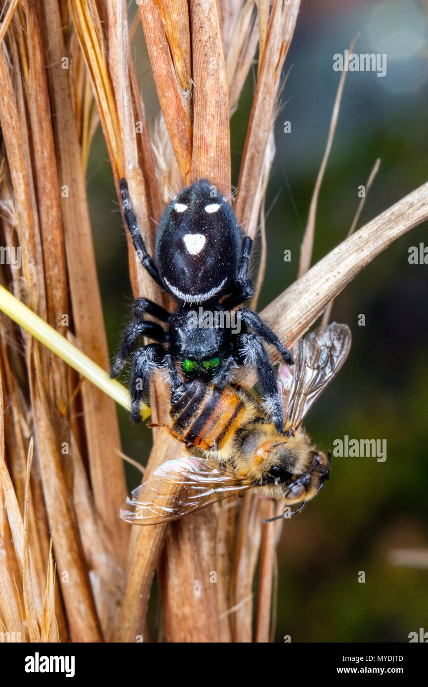 A regal jumping spider, Phidippus regius, with a smiley face pattern, feeding on a honey bee. Stock Photo