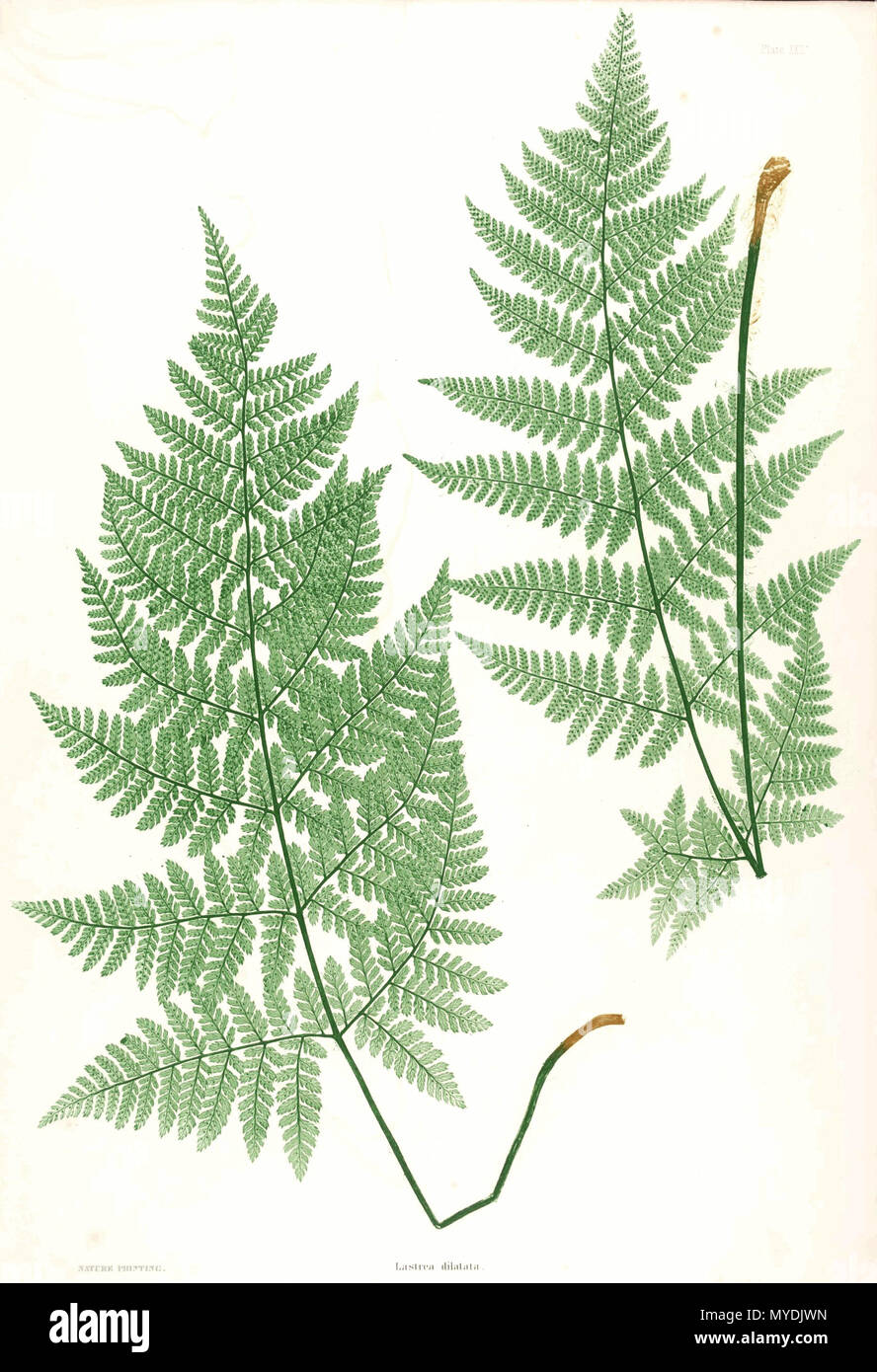 . Plate from book . 1857. by Thomas Moore ; edited by John Lindley ; nature-printed by Henry Bradbury. 148 Dryopteris dilatata Moore22 Stock Photo