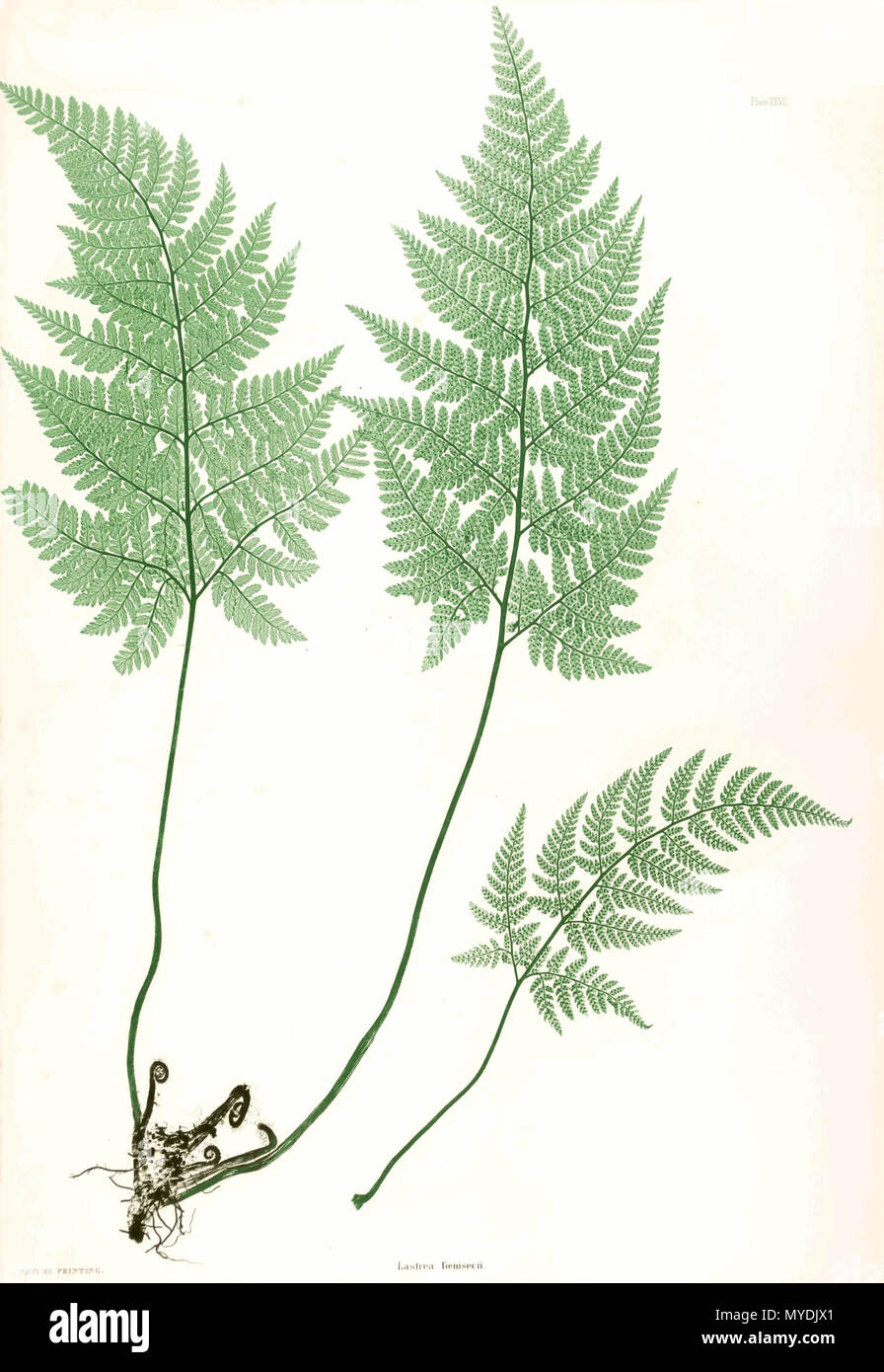 . Lastrea foenisecii (now Dryopteris aemula). Plate from book . 1857. by Thomas Moore ; edited by John Lindley ; nature-printed by Henry Bradbury. 148 Dryopteris sp Moore27 Stock Photo