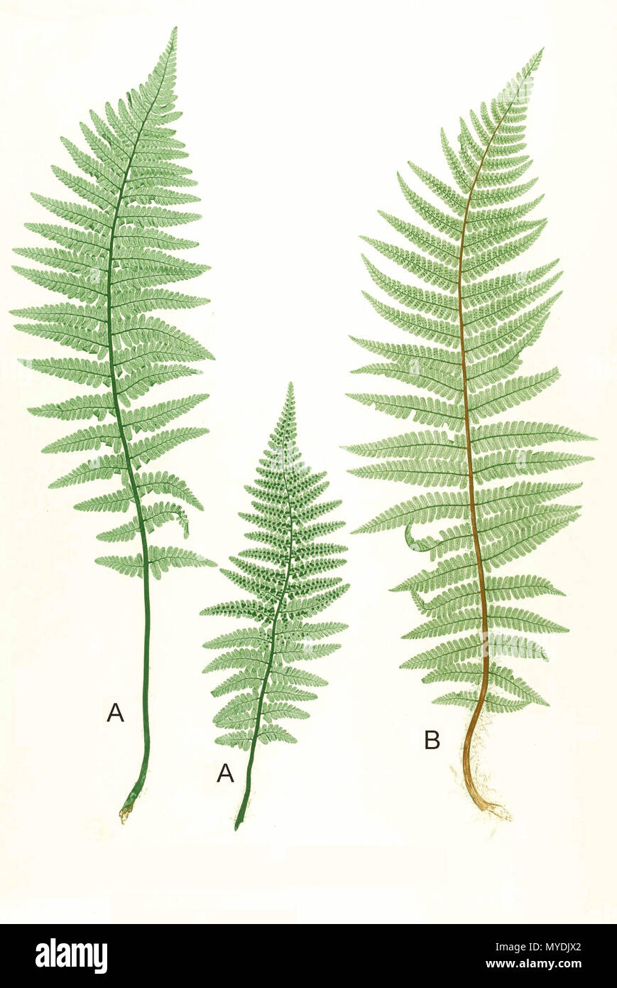 . Plate from book . 1857. by Thomas Moore, edited by John Lindley; nature-printed by Henry Bradbury. 148 Dryopteris spp Moore17 Stock Photo