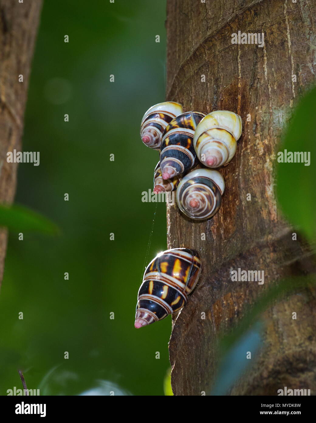 Liguus tree snails grouped on a tree trunk. Stock Photo