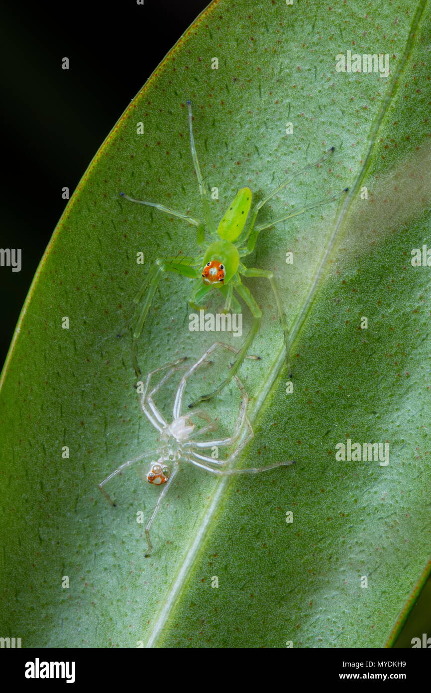 A magnolia jumping spider, Lyssomanes viridis, sloughing on a leaf
