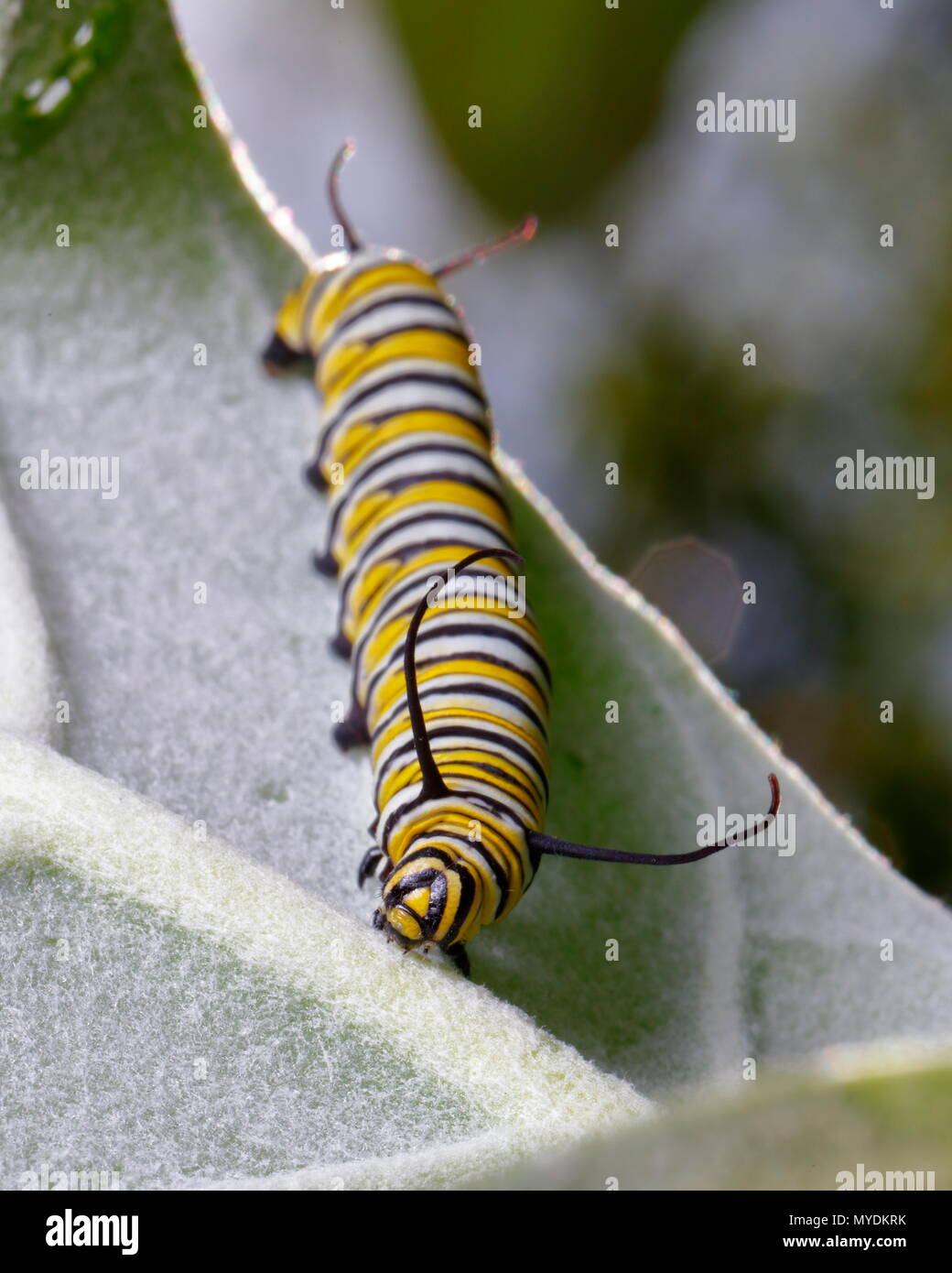 A monarch caterpillar. Danaus plexippus, feeding on African milkweed ...
