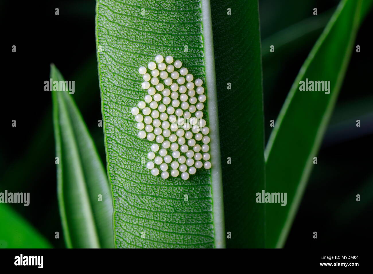 Polka dot wasp moth eggs and or larvae, Syntomeida epilais, hatching sequences on oleander leaves. Stock Photo