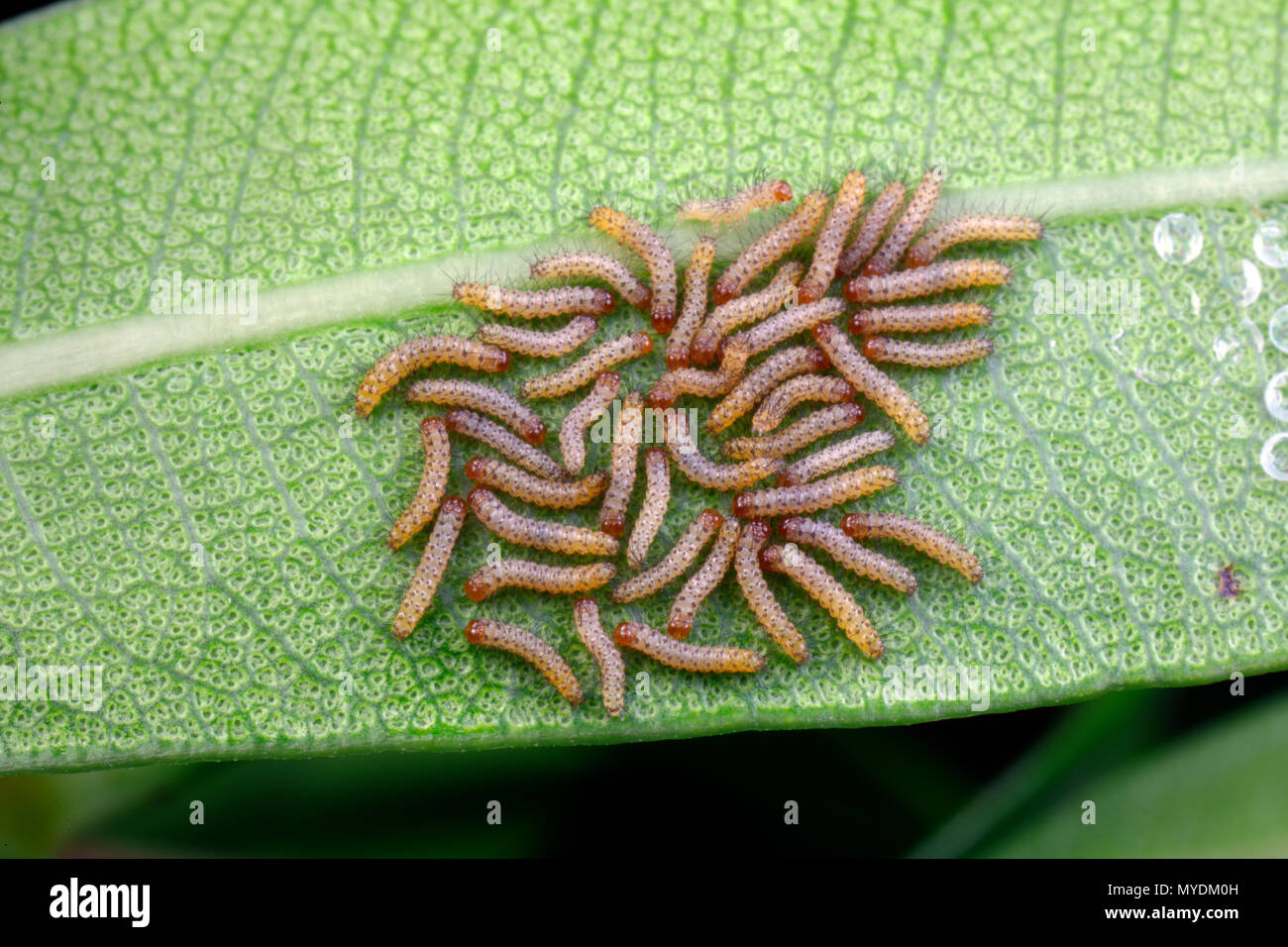 Polka dot wasp moth eggs and or larvae, Syntomeida epilais, hatching sequences on oleander leaves. Stock Photo