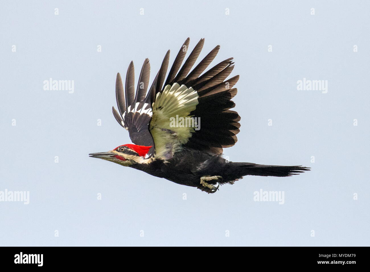 A pileated woodpecker, Dryocopus pileatus in flight. Stock Photo