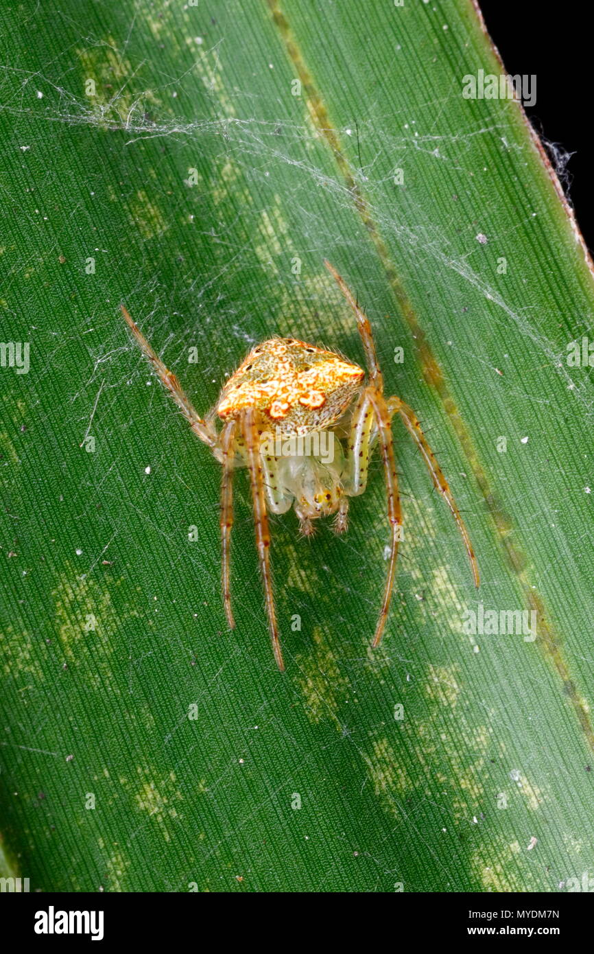 A pirate spider, family Mimetidae, in a web on underside of a leaf. Stock Photo