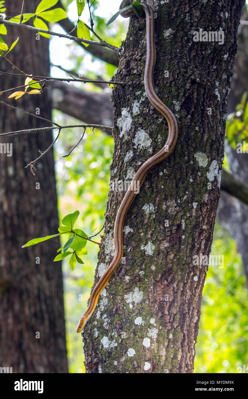 An eastern rat snake, Pantherophis alleghaniensis, climbing a tree. Stock Photo