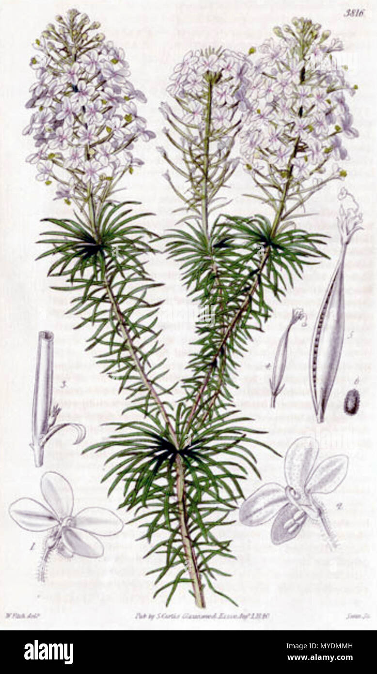 . Botanical print of the fascicled-leaved triggerplant (Stylidium fasciculatum) from Curtis's Botanical Magazine vol. 67 plate 3816. 1840. Curtis's Botanical Magazine 6 1840 fascicled-leaved stylidium Stock Photo