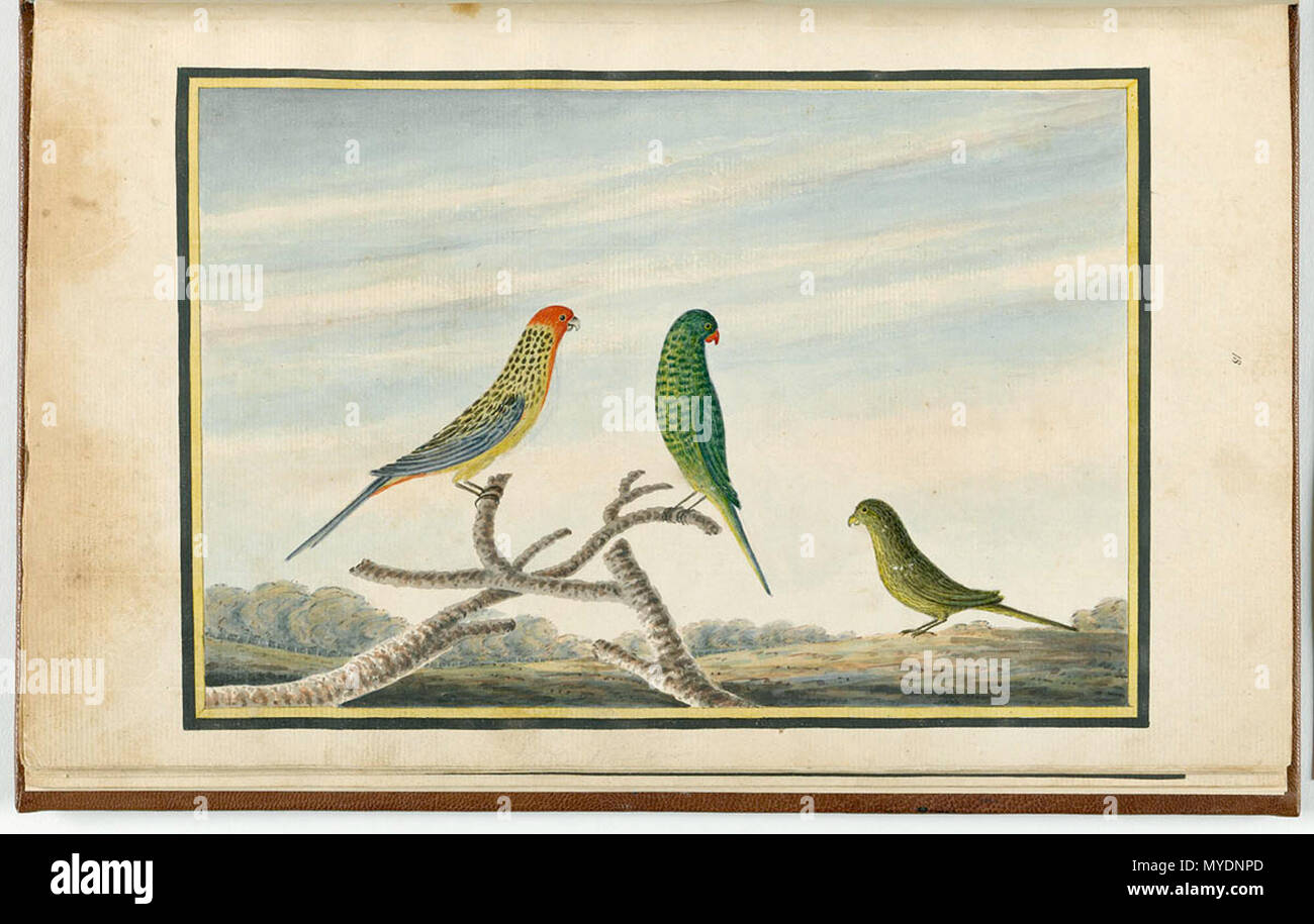 Pezoporus occidentalis hires stock photography and images Alamy