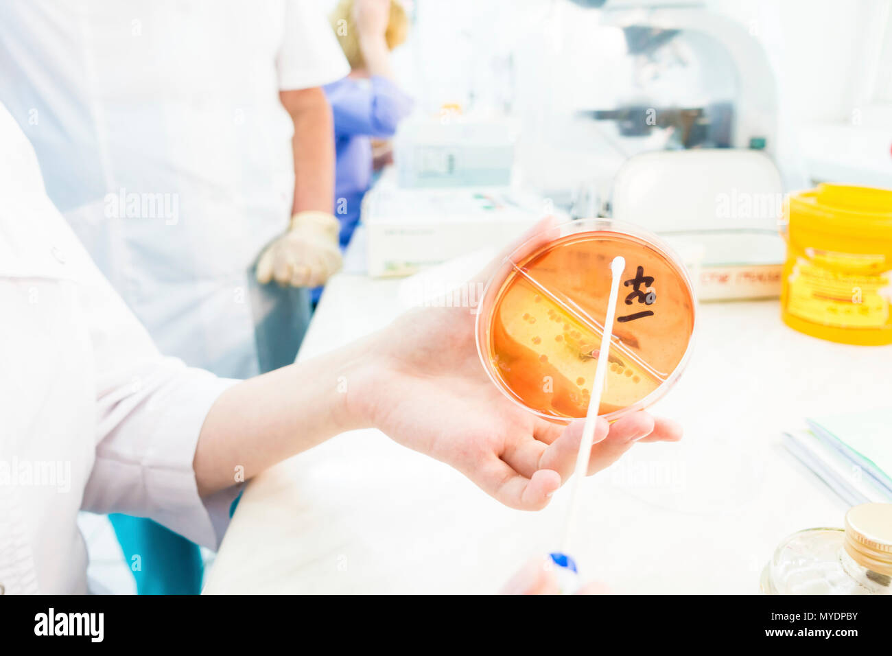 Swabbing Petri Dishes Hi-res Stock Photography And Images - Alamy