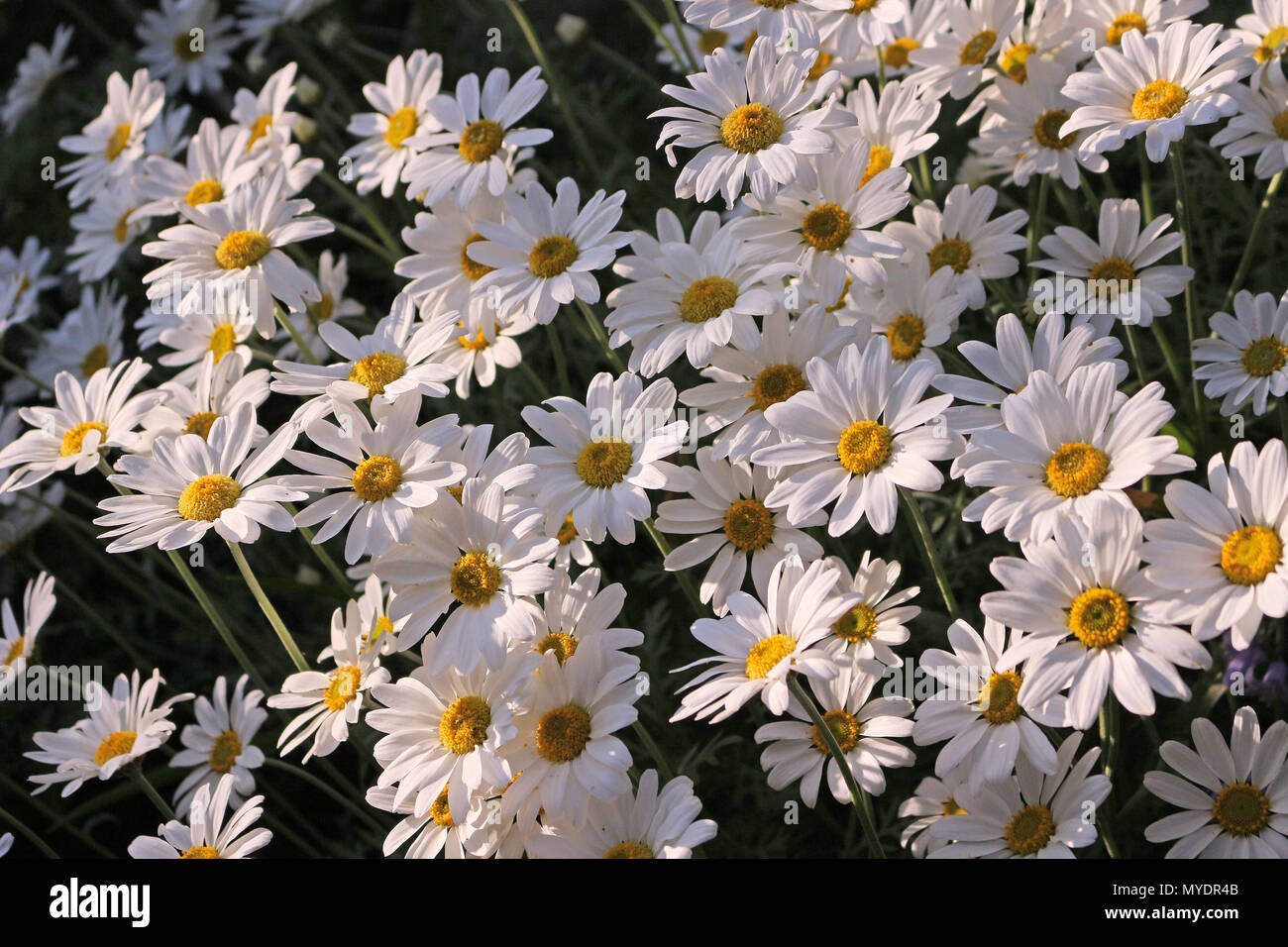 Shasta daisies tall hires stock photography and images Alamy