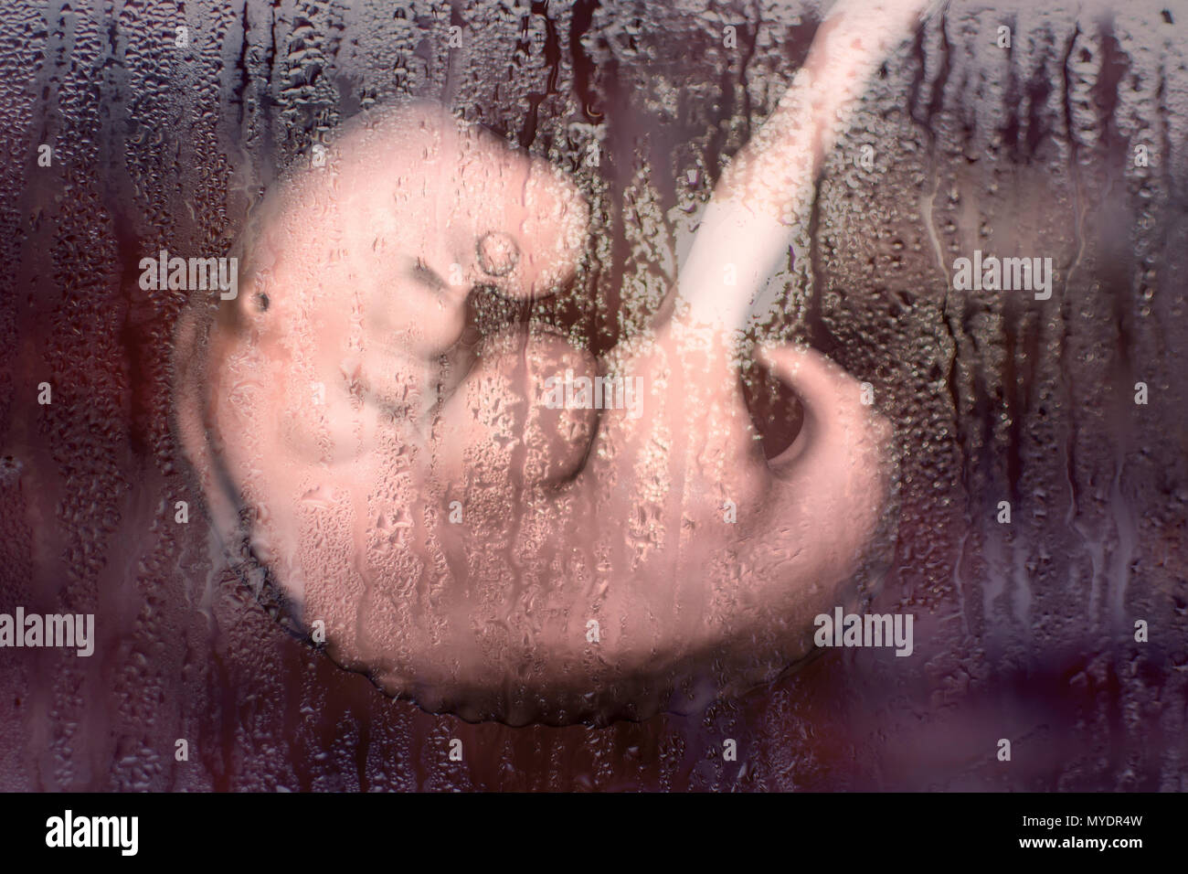 Abortion, conceptual illustration. 4-week human embryo behind window with condensation illustrating post-abortion depression. Stock Photo