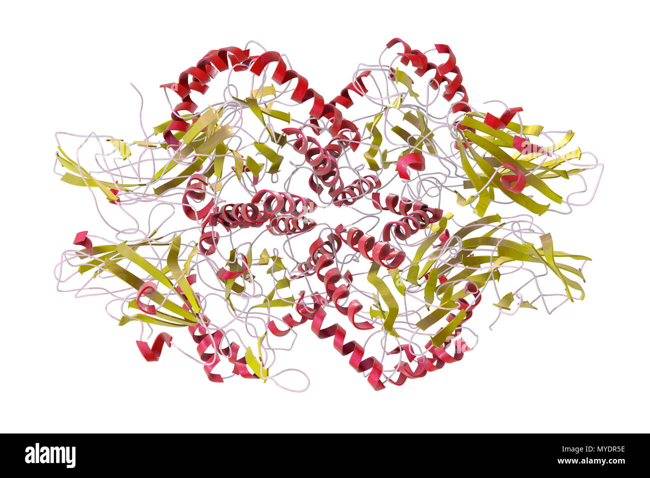 Human beta-glucuronidase molecule, computer illustration. This enzyme has multiple biological functions. It is involved in the development of prostate and other cancers. Stock Photo