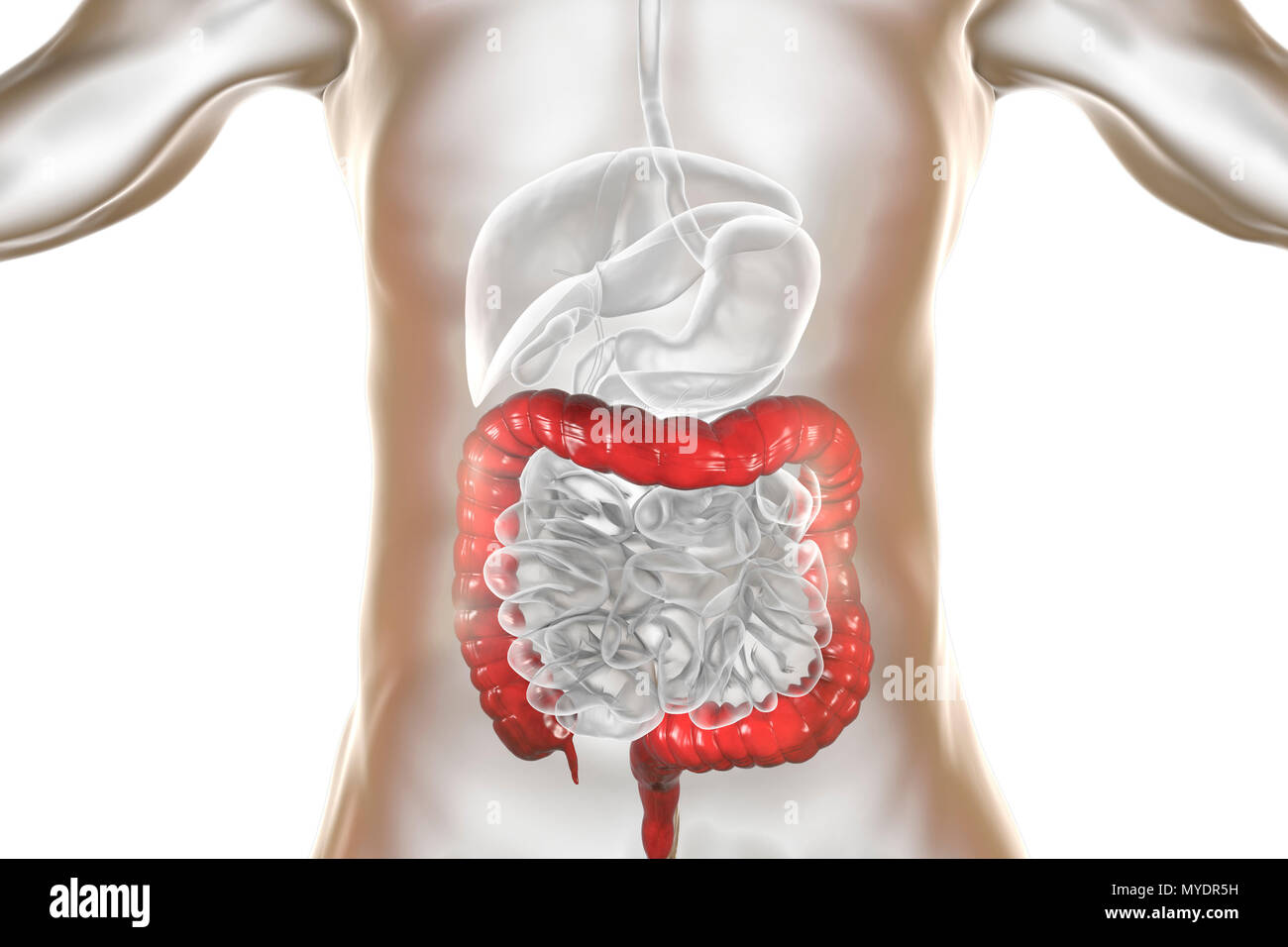 Human large intestine, computer illustration. Stock Photo