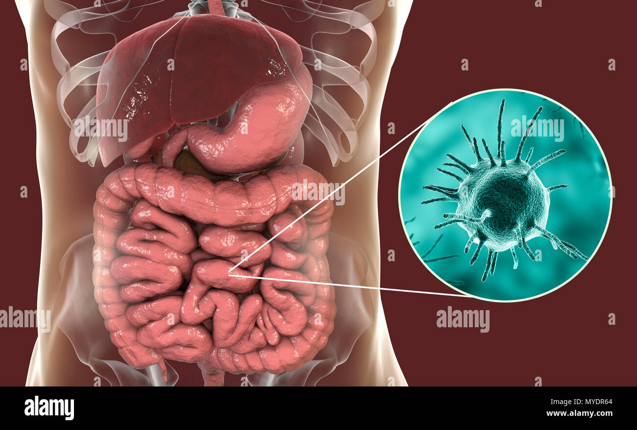 Computer illustration of abstract pathogenic microorganisms in human large intestine. Stock Photo