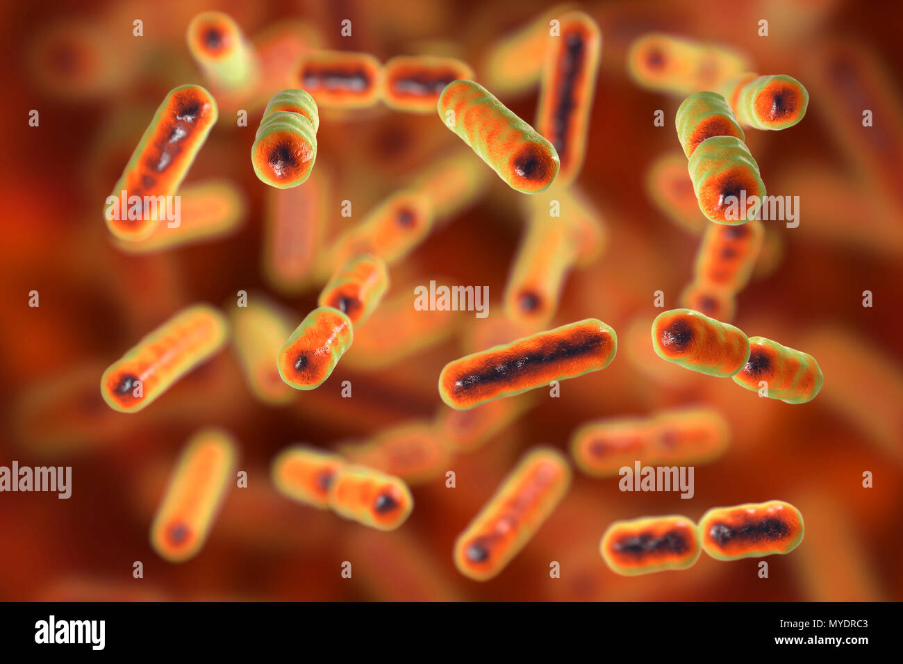 Computer illustration of Bacteroides sp. bacteria. These are rod shaped, obligate anaerobic, Gram-negative, saccharolytic bacteria. Bacteroides are the most common bacteria found in the human intestinal tract. They are involved in many important metabolic activities in the human flora of the colon, including fermentation of carbohydrates, utilization of nitrogenous substances, and biotransformation of bile acids and other steroids. When Bacteroides escape the colon, they are responsible for many types of infections and abscesses that can occur all over the body including the upper body, Stock Photo