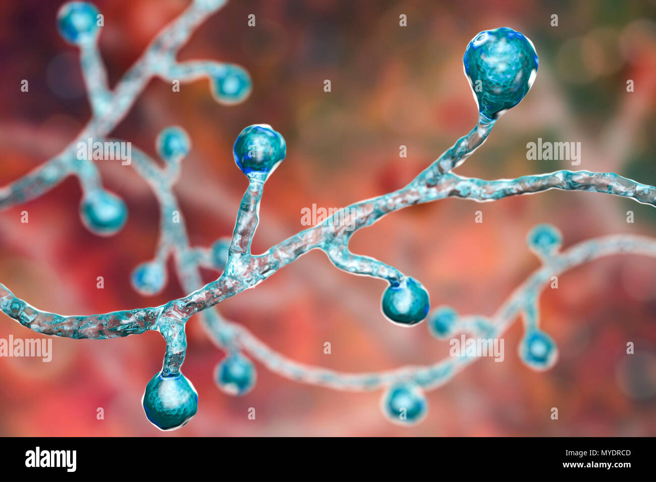 Fungal Agent Blastomyces Hi Res Stock Photography And Images Alamy