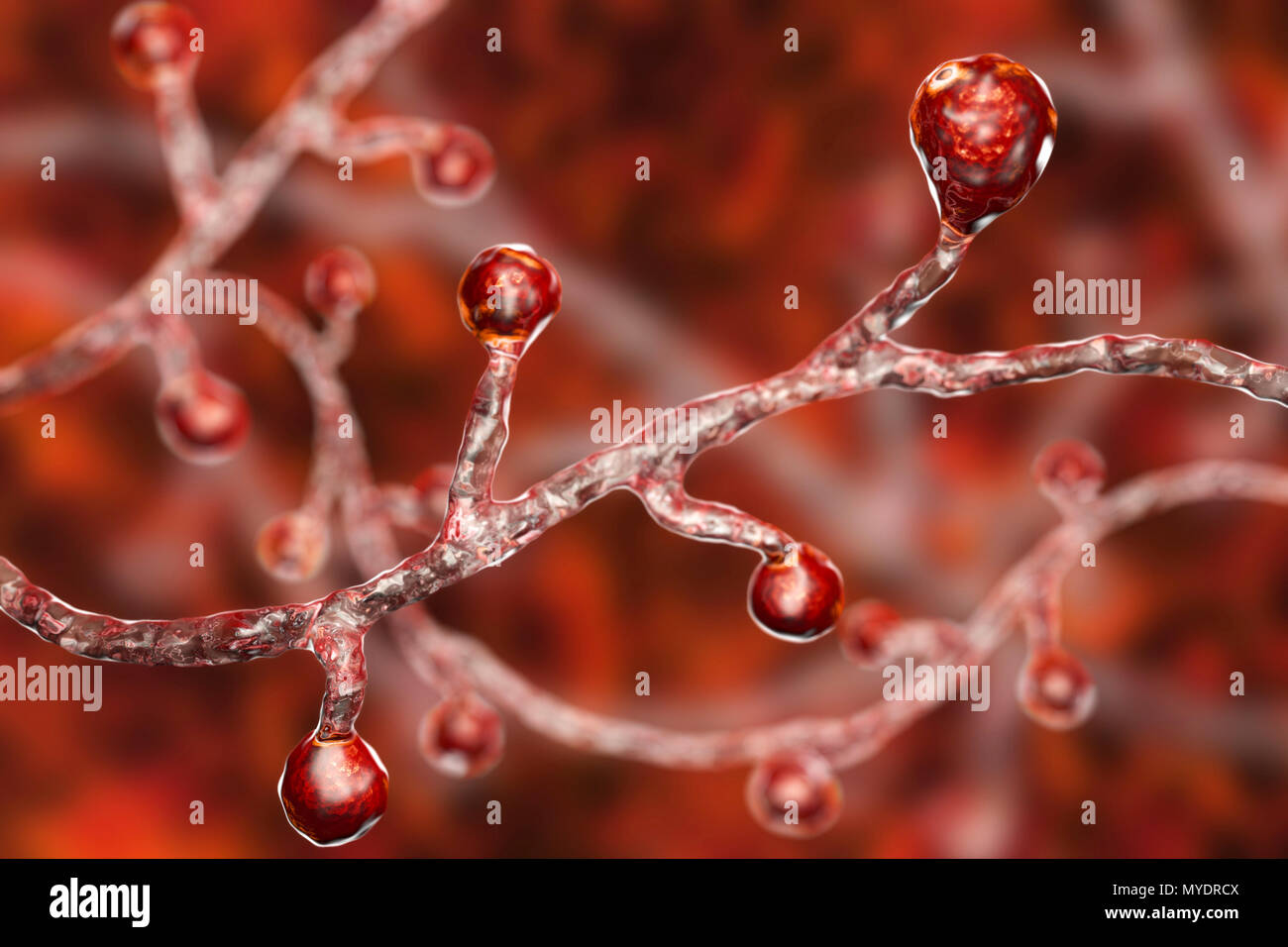 Fungal agent blastomyces hires stock photography and images Alamy