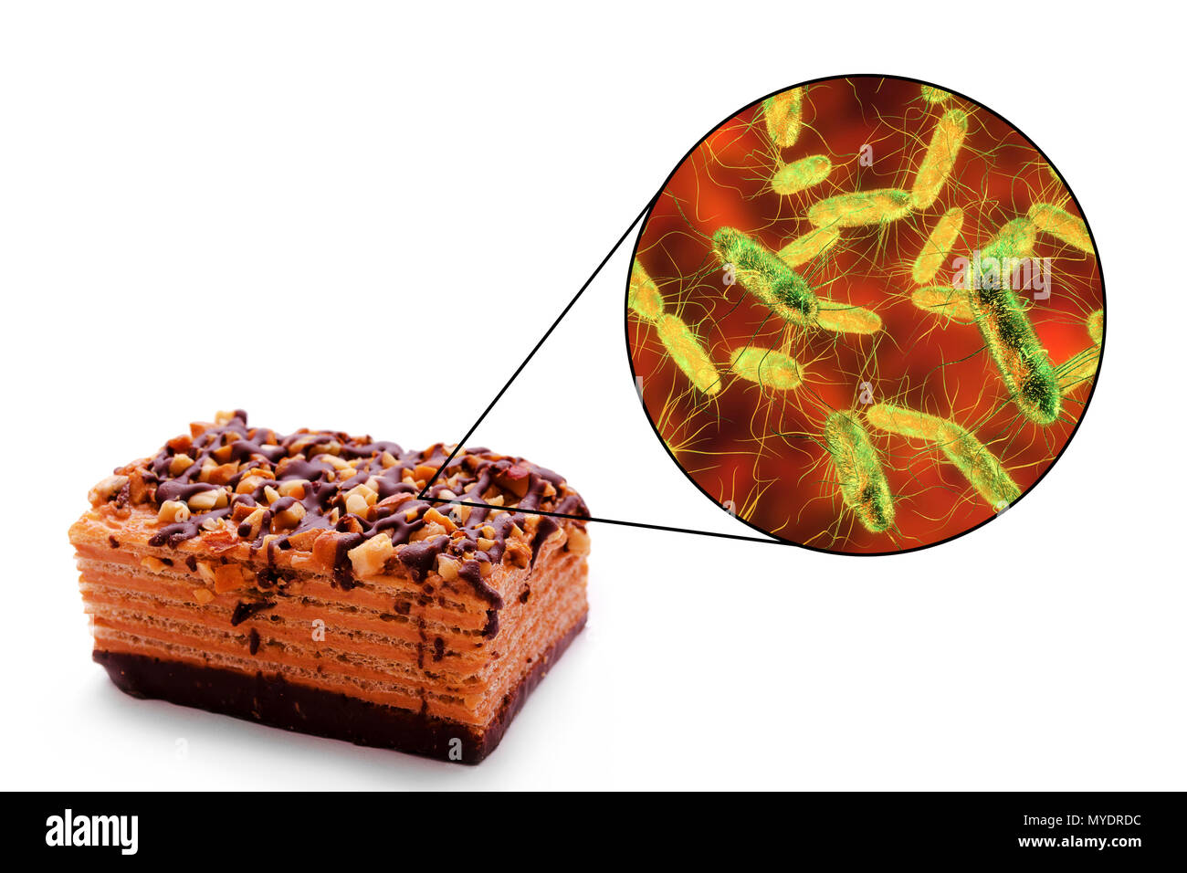 Food poisoning caused by Salmonella bacteria, conceptual illustration. Several Salmonella species cause human food poisoning (salmonellosis) when contaminated food such as meat, milk and eggs, is eaten. Symptoms include abdominal pain, nausea, vomiting and diarrhoea. The infection is treated by rehydration therapy, although antibiotics must be taken if the bacteria have spread into the bloodstream. Stock Photo