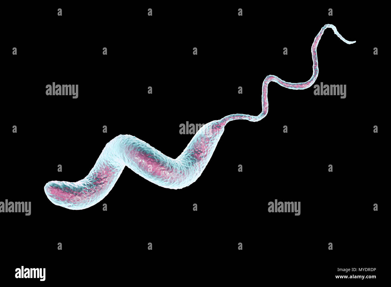 Campylobacter jejuni bacterium, computer illustration. This motile, Gram-negative bacterium possesses a long flagella at one end that is uses for locomotion. It can grow in environments where little oxygen is present. It is a common cause of gastroenteritis in humans, especially children and young adults. Contaminated poultry, meat and milk are sources of infection. Symptoms include fever and acute abdominal pain, followed by watery and often bloody diarrhoea. Recovery is usually rapid. Stock Photo