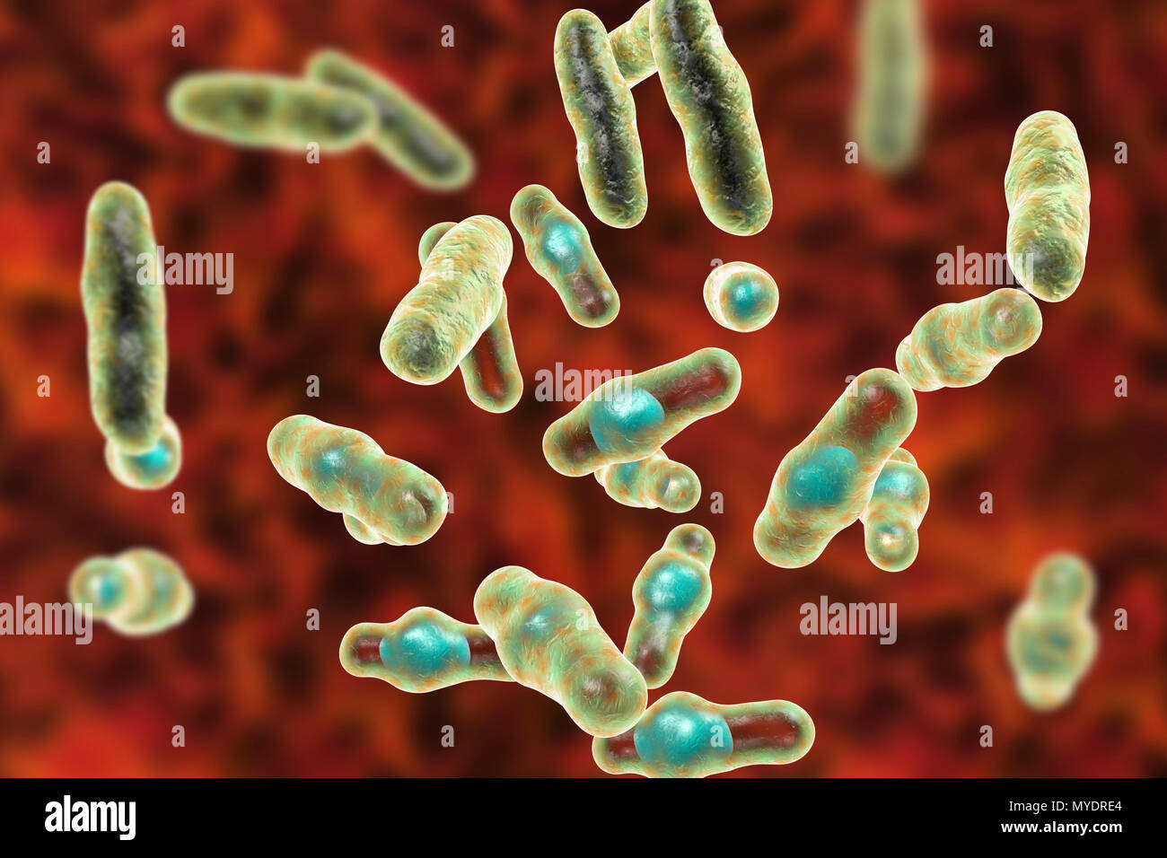 Computer illustration of Clostridium perfringens. These are Gram-positive, endospore-forming, rod-shaped bacteria. Vegetative and spore stages. This bacterium frequently occurs in the intestines of humans and many domestic and feral animals. Food poisoning occurs when foods such as beef, gravy and poultry are cooled and/or reheated improperly and large numbers of vegetative cells are ingested. Toxin production in the digestive tract is associated with sporulation. C. perfringens is also a major pathogen of wound infections, producing a variety of toxins that act both locally and systemically. Stock Photo