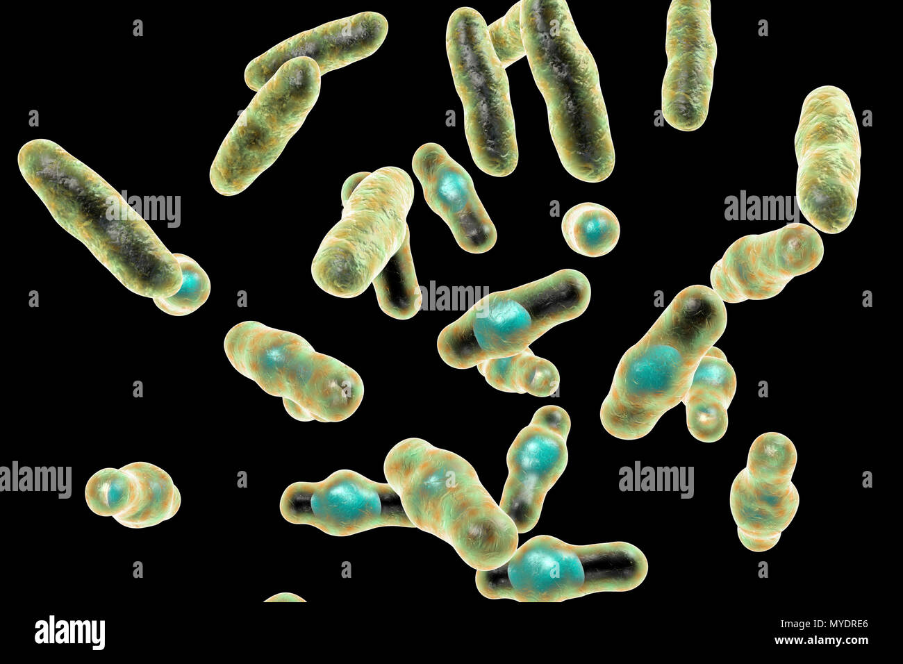 Computer illustration of Clostridium perfringens. These are Gram-positive, endospore-forming, rod-shaped bacteria. Vegetative and spore stages. This bacterium frequently occurs in the intestines of humans and many domestic and feral animals. Food poisoning occurs when foods such as beef, gravy and poultry are cooled and/or reheated improperly and large numbers of vegetative cells are ingested. Toxin production in the digestive tract is associated with sporulation. C. perfringens is also a major pathogen of wound infections, producing a variety of toxins that act both locally and systemically. Stock Photo
