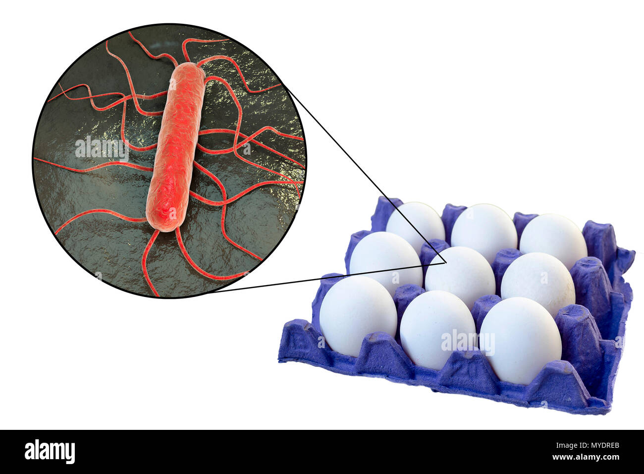 Transmission of foodborne infections by chicken eggs, conceptual