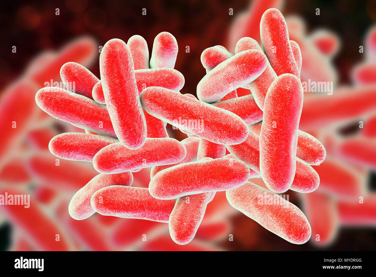 Legionnaires' disease bacteria. Computer illustration of Legionella pneumophila bacteria, the cause of Legionnaires' disease. These bacilli (rod-shaped bacteria) are Gram-negative. L. pneumophila was identified as a pathogen (agent of disease) after a mysterious outbreak of pneumonia caused 29 deaths at an American Legion convention in 1976. This bacterium was found living in water tanks, showerheads and air-conditioning systems. The disease causes fatal pneumonic lung damage in the elderly and unfit. Stock Photo